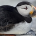 puffin_atlantic_msi_h_1607_can1228.jpg